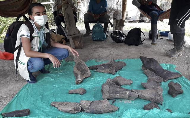 Imagen del folleto difundido por la Corporación Autónoma Regional de Risaralda (CARDER) de un miembro que muestra restos fósiles que corresponderían a un mastodonte en Quinchia, departamento de Risaralda, Colombia, el 24 de septiembre de 2020. (Foto: AFP)