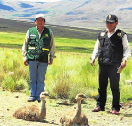 Censo del suri incluye la sierra de Moquegua