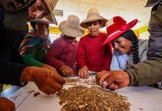 Buscan mejorar la calidad de siembra de pastos en Cusco (FOTOS)