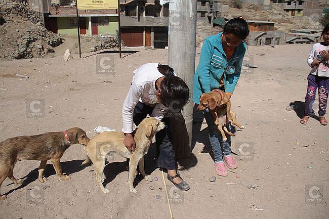 Rabia canina: En Orcopampa familias solo pueden tener 2 canes
