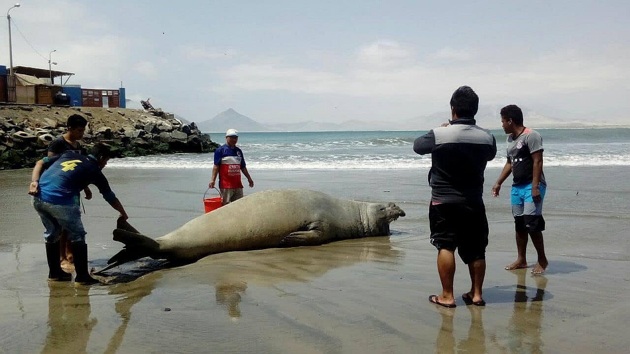 Encuentran elefante de mar varado en Puerto Casma