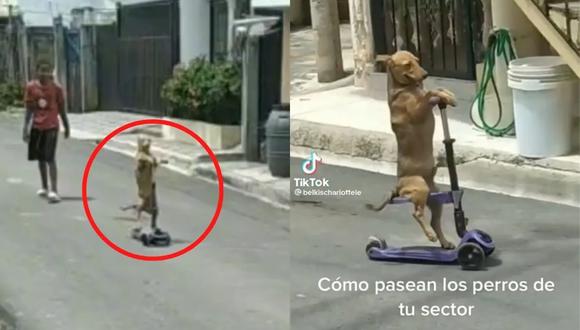 En el video se muestra a la tierna mascota conduciendo el vehículo de juguete como si estuviera habituado a hacerlo, volviéndose un furor en las redes sociales. (Foto:  TikTok/@belkischarlottele)