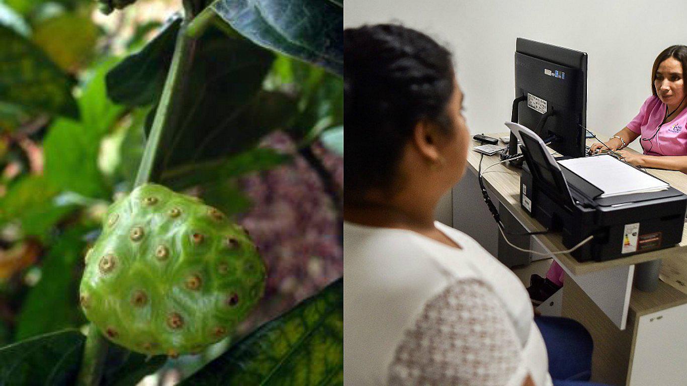 Noni: La medicina alternativa para el cáncer y otras enfermedades