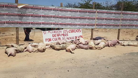 Abandonan cerdos muertos afuera de criadero clausurado en Vitor