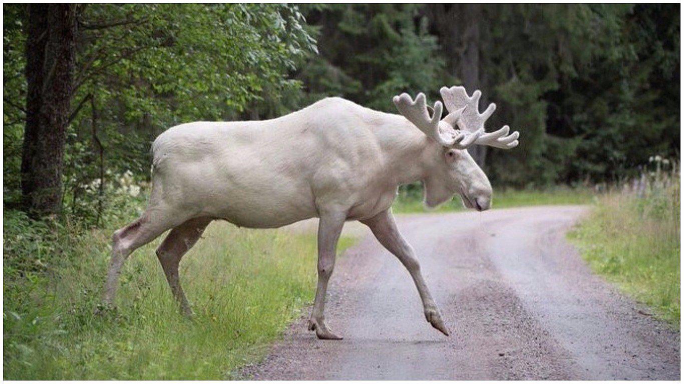 ​YouTube: aparición de asombroso alce blanco impacta en las redes sociales (VIDEO)