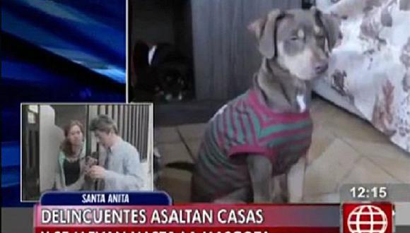 Santa Anita: Sujeto ingresa a vivienda y se roba a pequeña mascota