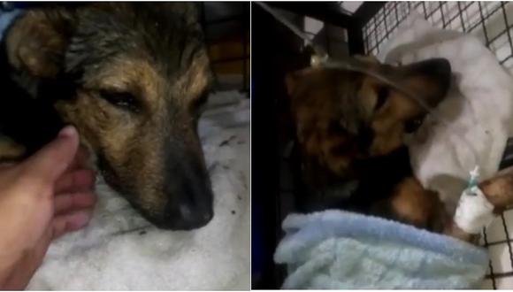 Mascota que resultó herida por un petardo se recupera en una clínica 