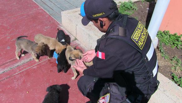 Serenazgo Huancayo rescata más de 200 perros en lo que va del año (VIDEO)