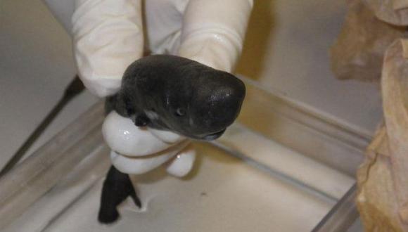 Luego de 36 años reaparece 'Tiburón de bolsillo' en Estados Unidos, animal podría ser oriundo de Perú