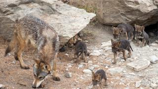Nacen 8 cachorros de lobo en peligro de extinción en México (VIDEO)