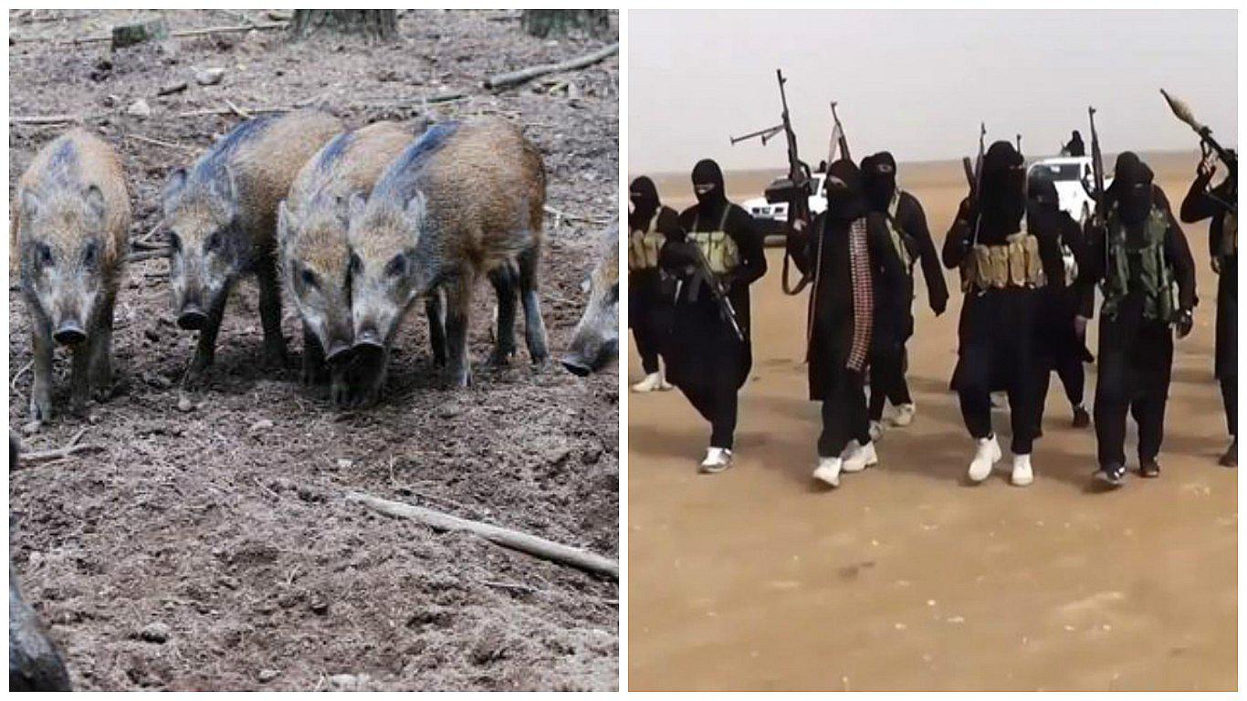 ​Irak: jabalíes matan a tres miembros del ISIS cuando preparaban emboscada