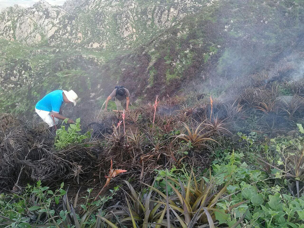 Chiclayo: Incendio forestal arrasa con 40 hectáreas en Reque (VIDEO)
