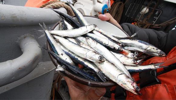 Pesca de anchoveta tendrá un buen año, pese a riesgo de un fenómeno El Niño “débil”