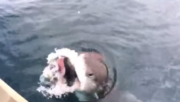 Mira como un tiburón le arrebata un pez a un hombre (VIDEO)