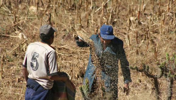 Cusco: Agricultura recomienda cultivar granos andinos 