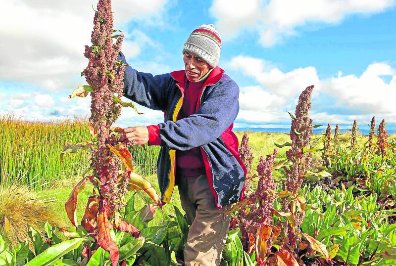 Cultivos incas con gran demanda en los mercados