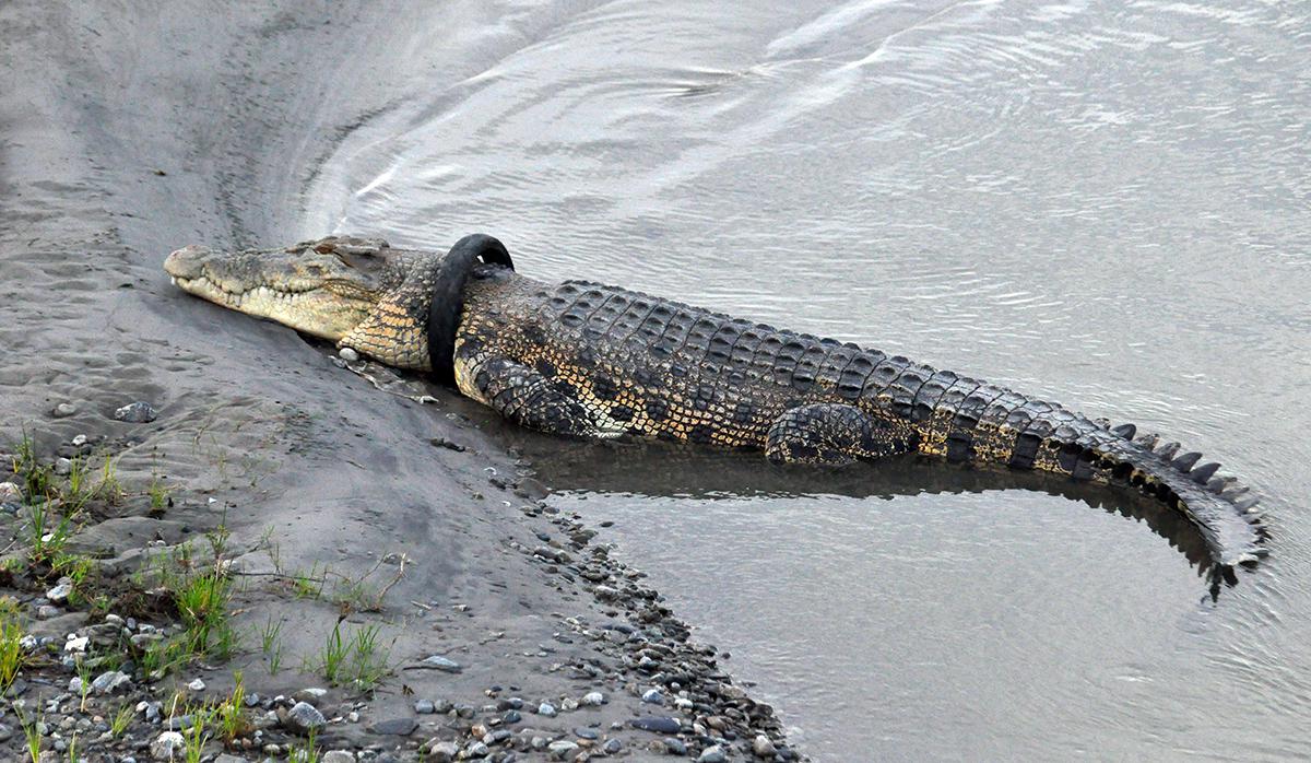 Un cocodrilo, con un neumático de motocicleta alrededor del cuello, junto a las orillas del río, en Palu, Sulawesi Central, Indonesia. (Foto: AFP)