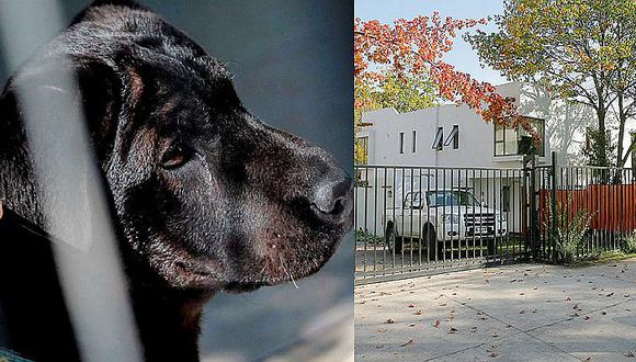 Condenan a hombre que mató a perro en Chile