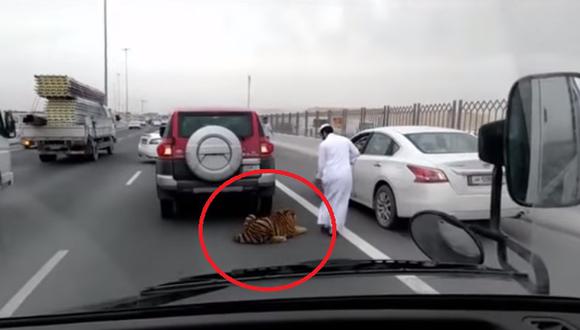 ​YouTube: Tigre suelto en carretera causó gran pánico en Qatar