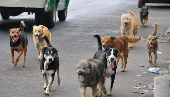 Cerca de 7 mil canes serán esterilizados en el distrito Gregorio Albarracín