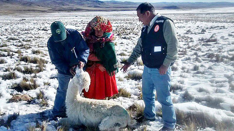 Puno: camélidos sudamericanos  mueren por falta de agua en el Altiplano