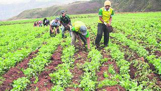 Minagri: Producción agropecuaria creció 3.1%