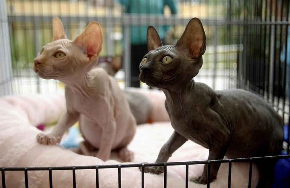 VI Exposición Internacional Felina: Conoce a los gatos participantes (FOTOS)