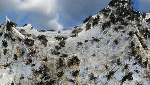 ¿Te imaginas una lluvia de arañas?, sucede en Australia (VIDEO)