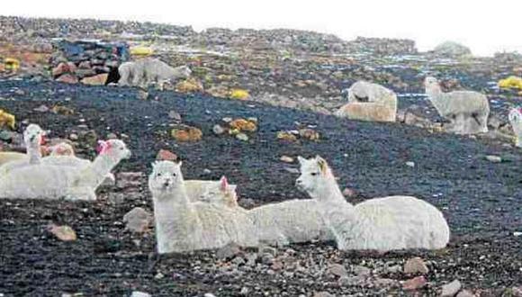 Heladas se adelantan en Huancavelica y animales sufren por pastos congelados