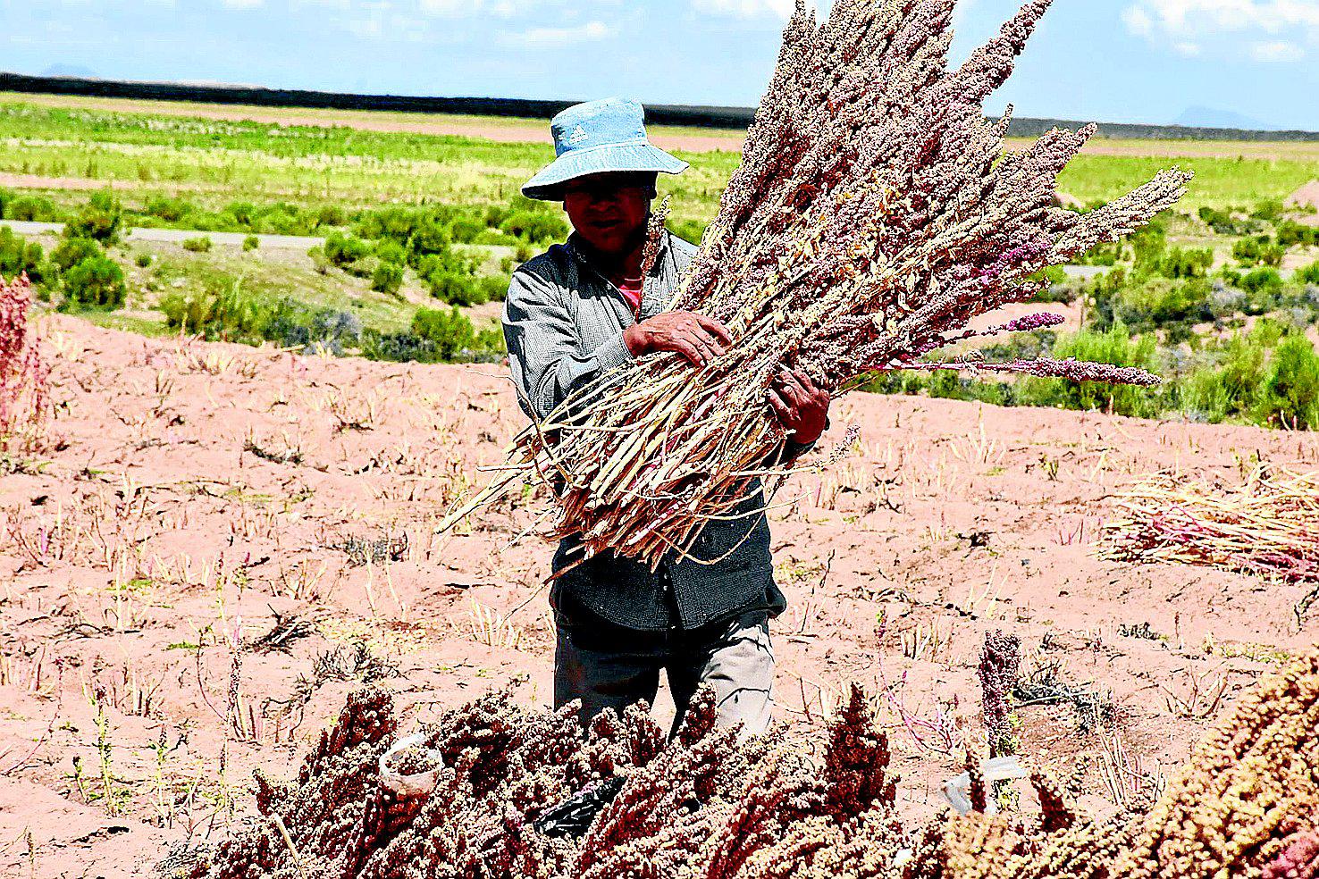 Universidad cosechará dos nuevas variedades de quinua en abril próximo