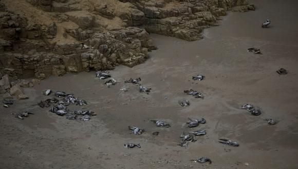La gripe aviar ha afectado a pelícanos del litoral peruano. (Foto: GEC)