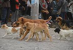 16 casos de rabia canina en Arequipa