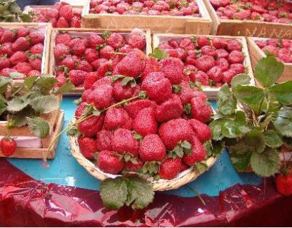 Municipio de Pachacámac realiza este domingo festival de la fresa