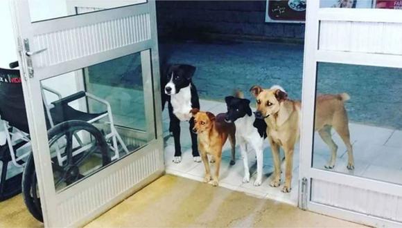 Cuatro perros esperan a su dueño a las puertas de un hospital donde iba a ser atendido 