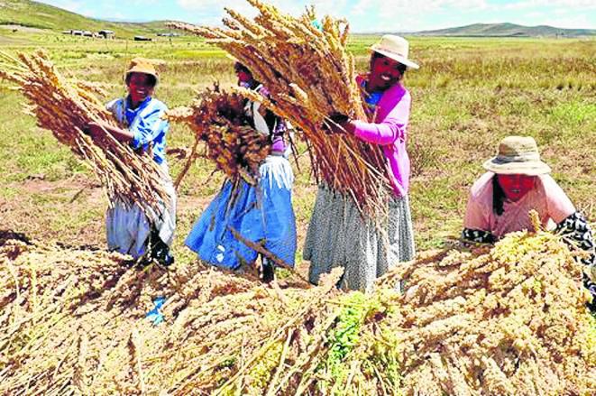 Productores prevén que demanda de quinua mejorará durante el 2016