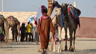 Virus del camello: de qué se trata y síntomas de la peligrosa enfermedad que podría extenderse por el mundial de Qatar