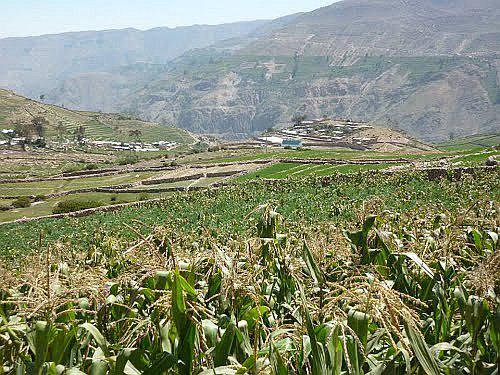 Entregarán 332 kits agrícolas para campesinos de Cairani 