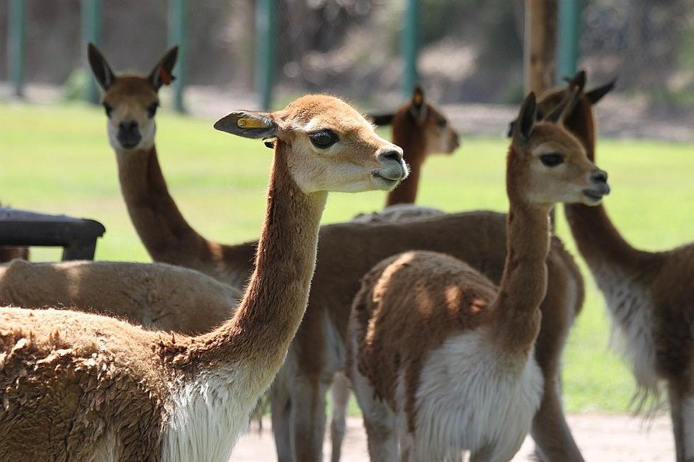 Celebran Día Nacional de la Vicuña en el Parque de las Leyendas (FOTOS)