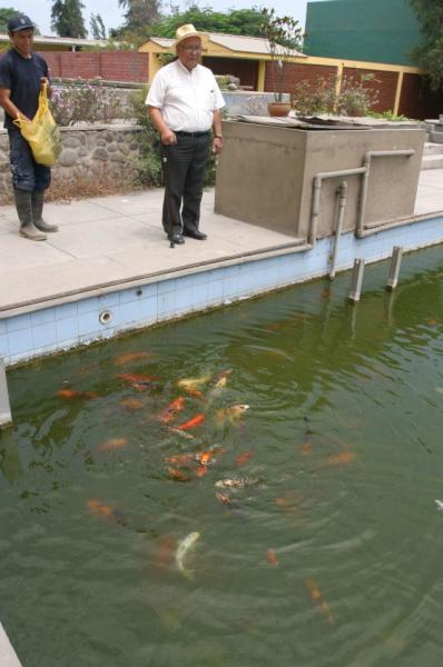 Crianza de truchas en la sierra piurana 