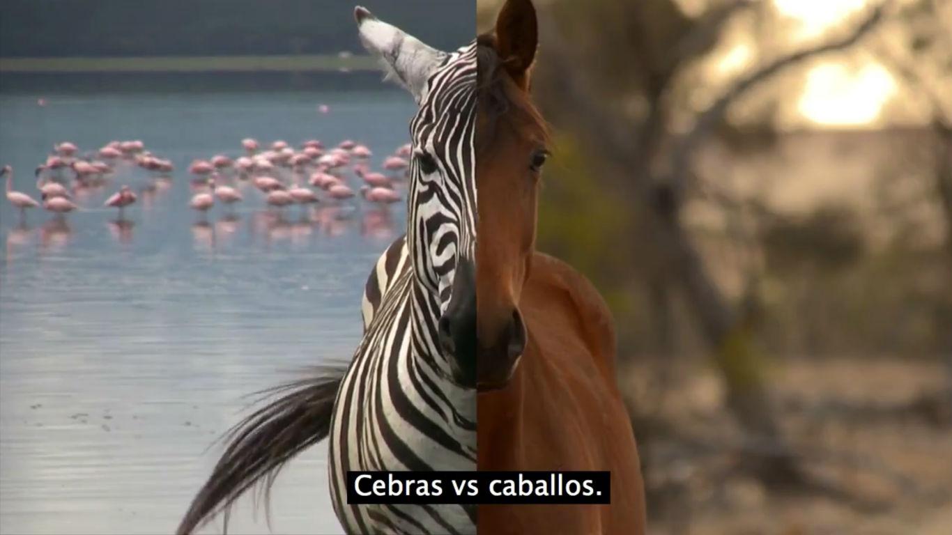 YouTube: Video explica por qué se domesticó al caballo y no a la cebra