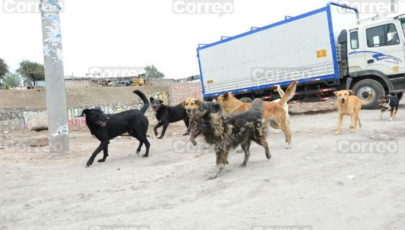 Arequipa: Ya son 6 los infectadas con rabia por mordedura de perros