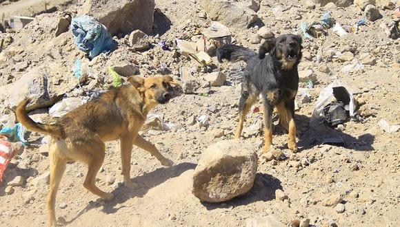Chosica: Perros de rescate de la PNP ayudan en búsqueda de personas desaparecidas