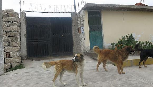 Contratarán servicio para eliminar perros callejeros en Cayma