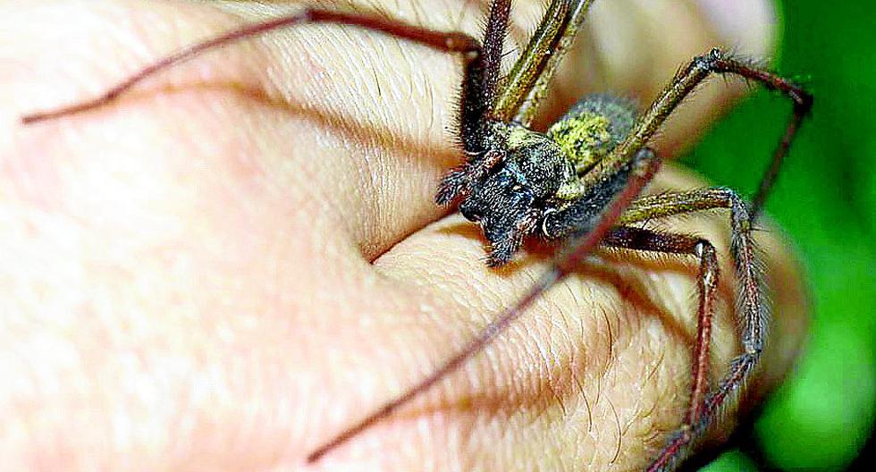 Домашние пауки кусаются. Паук который укусил человека паука. Укус радиоактивного паука. Бразильский Странствующий паук укус.