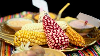Agricultores de Cusco recuperan variedades de papa, maíz y quinua en riesgo de desaparición (FOTOS)