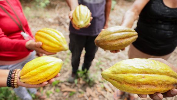 A pesar de las restricciones en EE.UU. y la UE, ADEX indicó que en Perú se continúa usando clorpirifos en el cultivo de cacao, abriendo la posibilidad que sea rechazado por los compradores. (Foto: GEC)