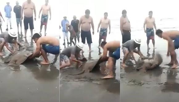 ​Bañistas intentaron salvar a raya que el mar varó en playa de Camaná (VIDEO)