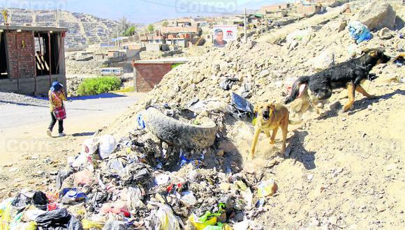 Rabia canina preocupa a municipalidades de Arequipa