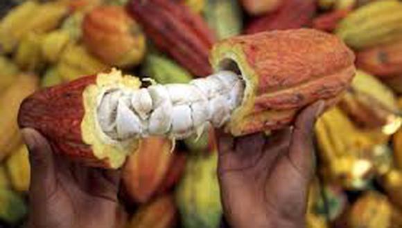 Estiman que producción del cacao crezca un 20% a nivel nacional