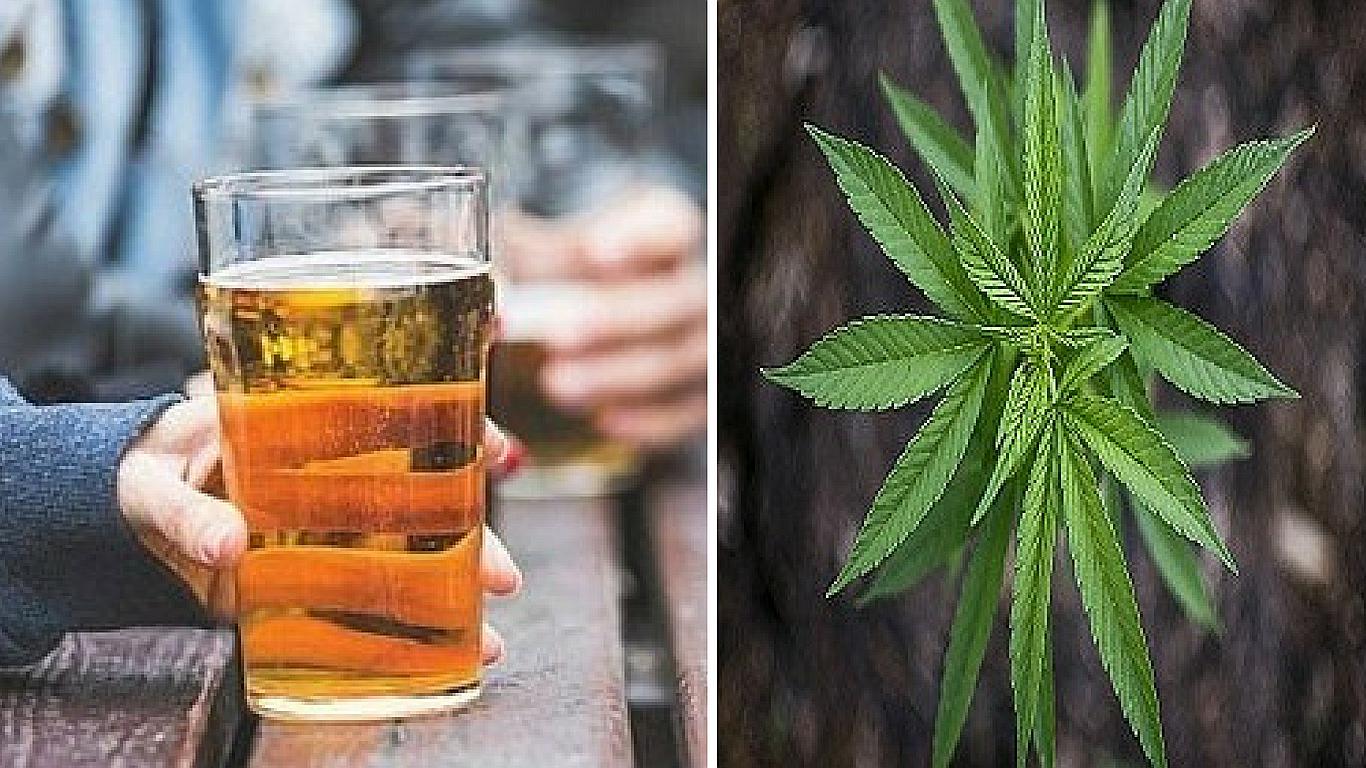 Fabrican la primera cerveza preparada con aceite, tallos y ramas de marihuana